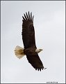 _2SB4048 american bald eagle